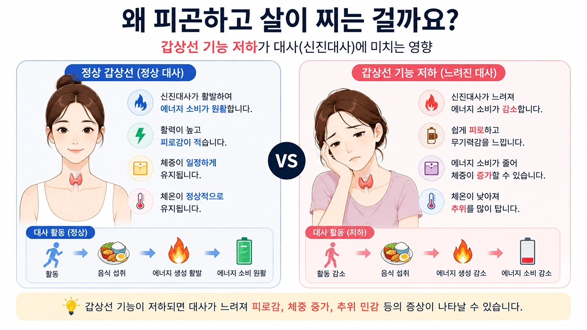 갑상선 기능 저하로 피로감과 체중 증가가 발생하는 원리