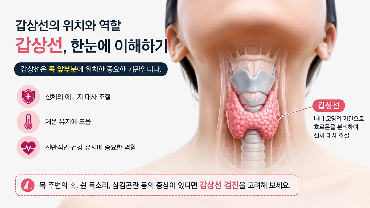 갑상선암 초기증상과 갑상선 위치 설명 이미지