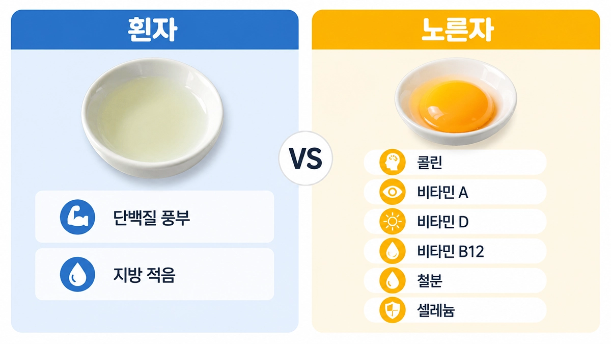 계란 흰자와 노른자의 영양 차이를 비교한 이미지