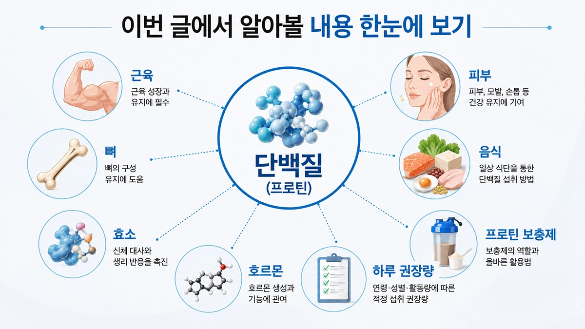 단백질 프로틴 역할과 하루 권장량 핵심 정보