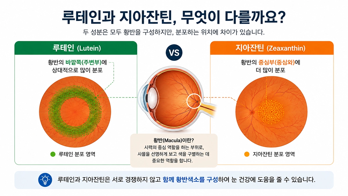 지아잔틴 효능과 루테인 차이 비교 인포그래픽