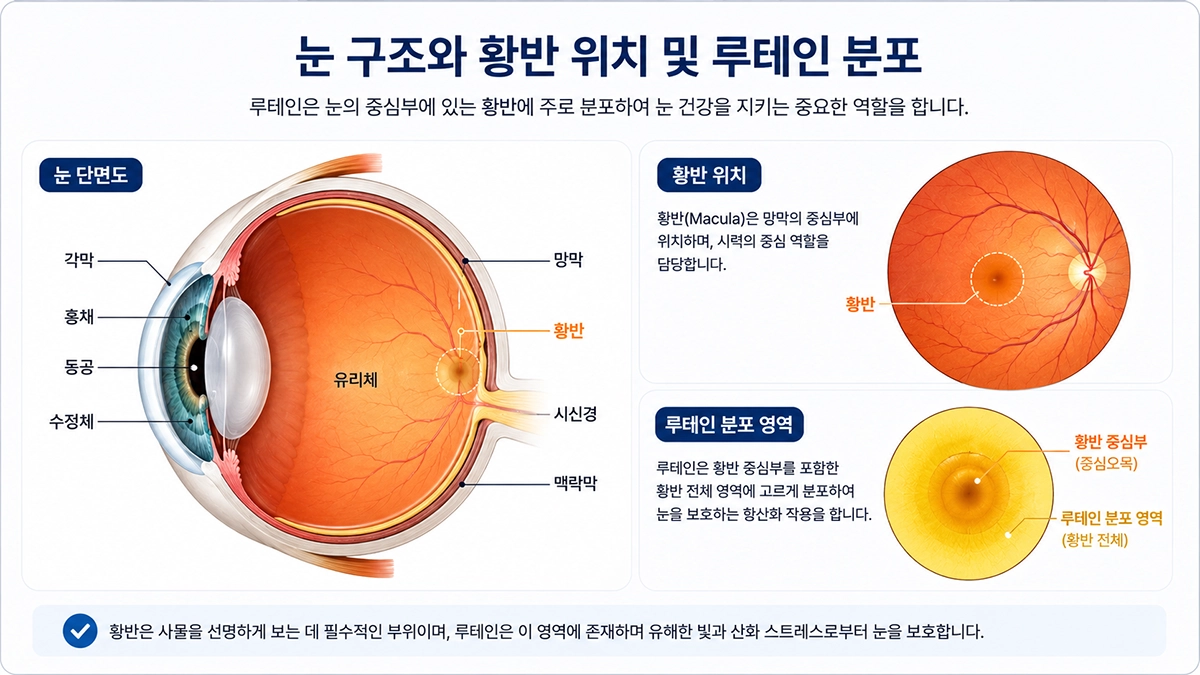 루테인과 황반 위치 설명 이미지