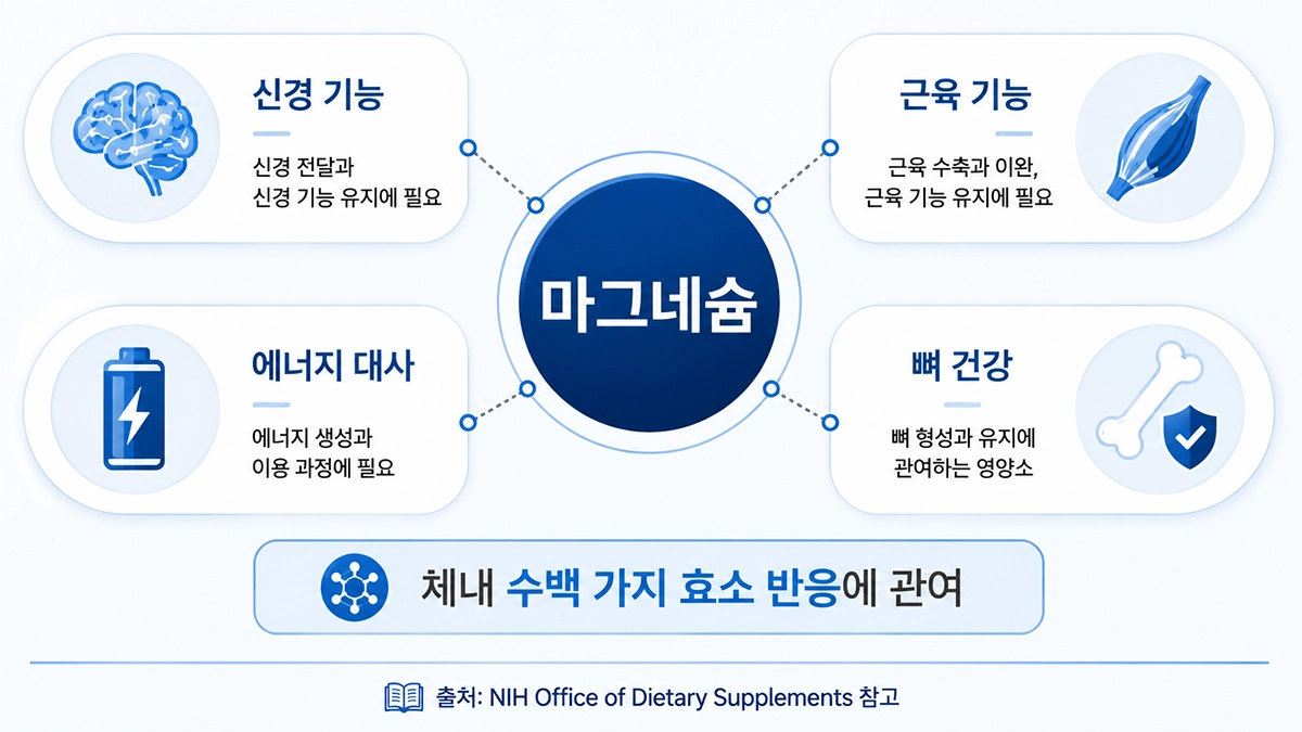 마그네슘 역할 신경 기능 근육 기능 에너지 대사 뼈 건강