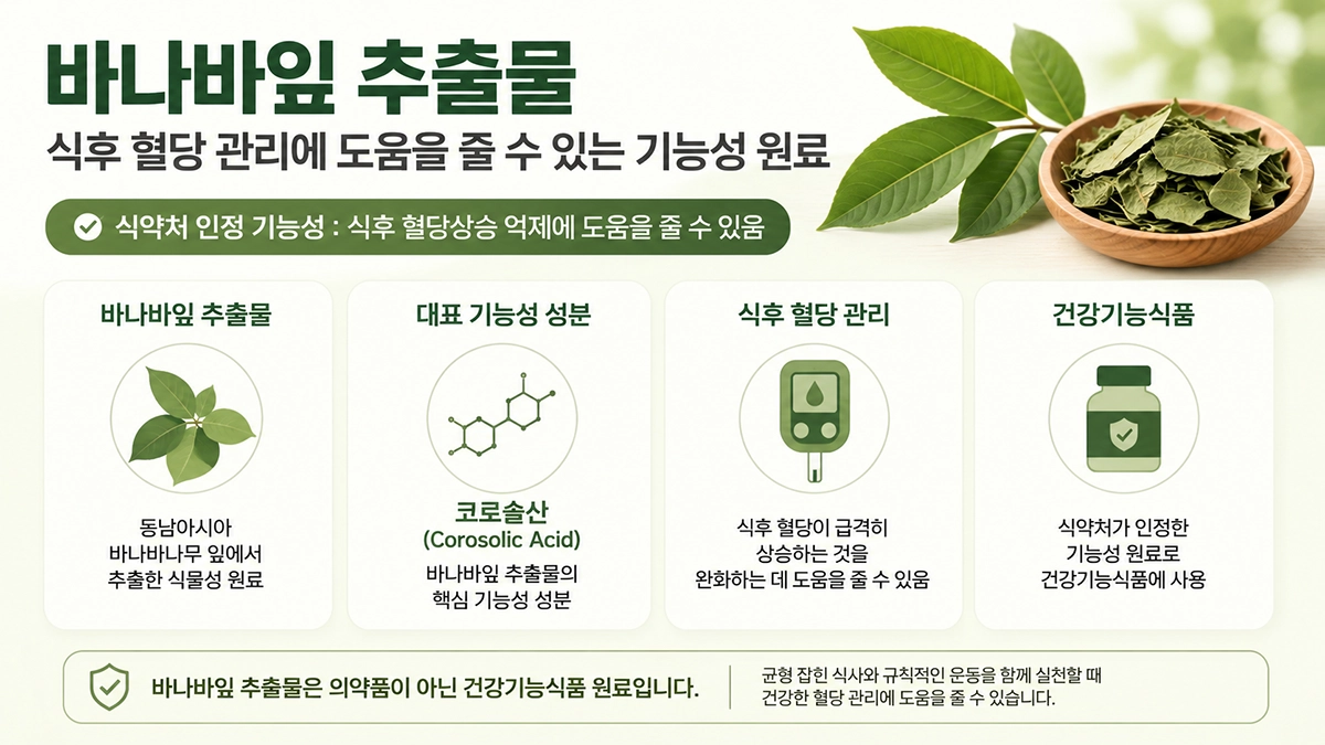 바나바잎 추출물과 코로솔산의 식후 혈당 관리 기능성을 설명한 인포그래픽