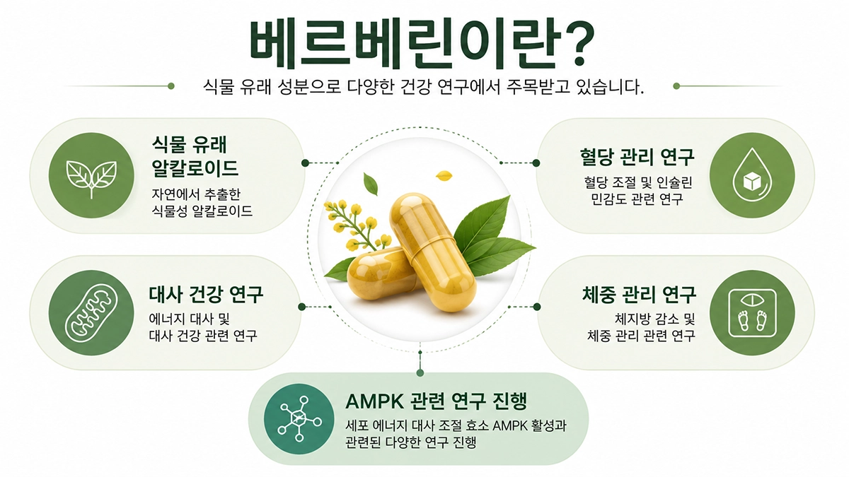 베르베린이란 무엇인지와 주요 연구 분야를 설명한 인포그래픽