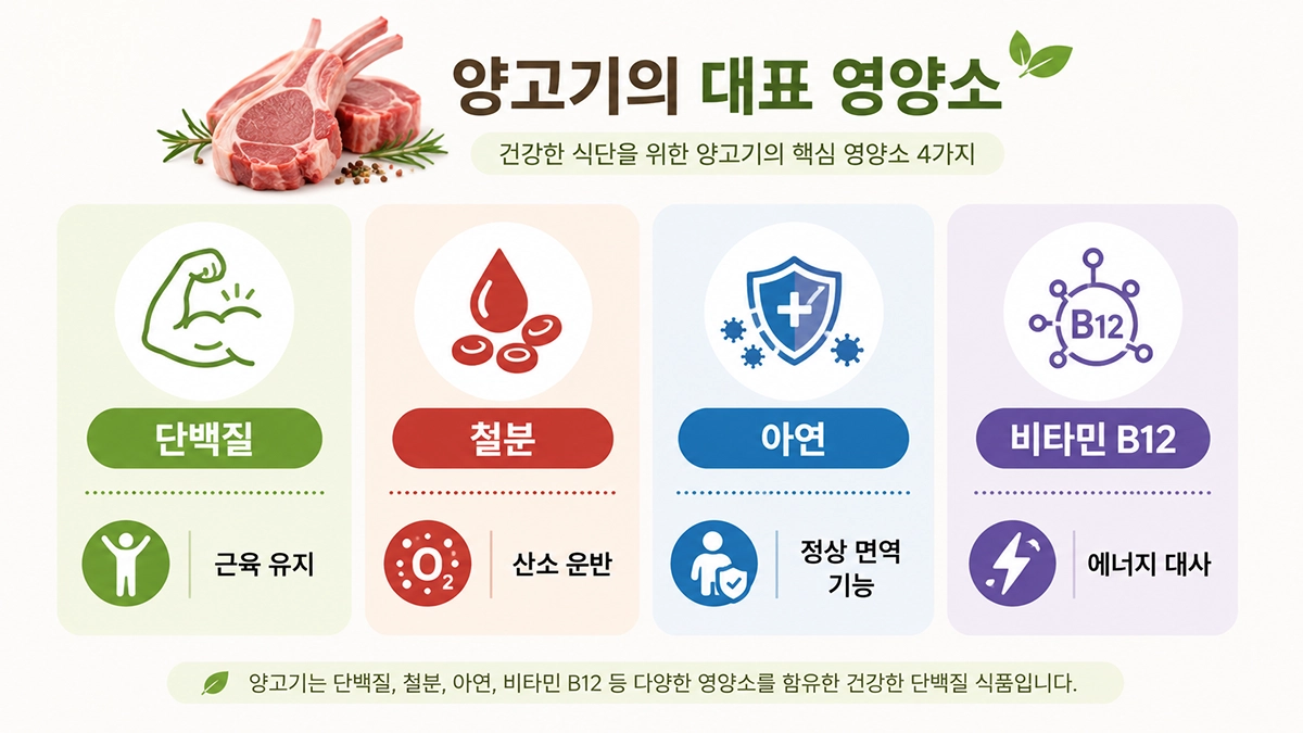 양고기 주요 영양소 단백질 철분 아연 비타민B12 인포그래픽