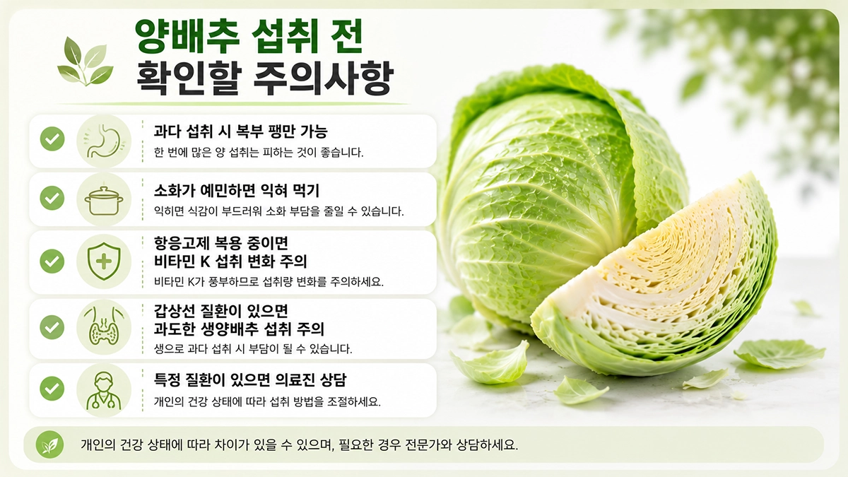 양배추 섭취 시 복부 팽만감 항응고제 비타민 K 갑상선 질환 관련 주의사항