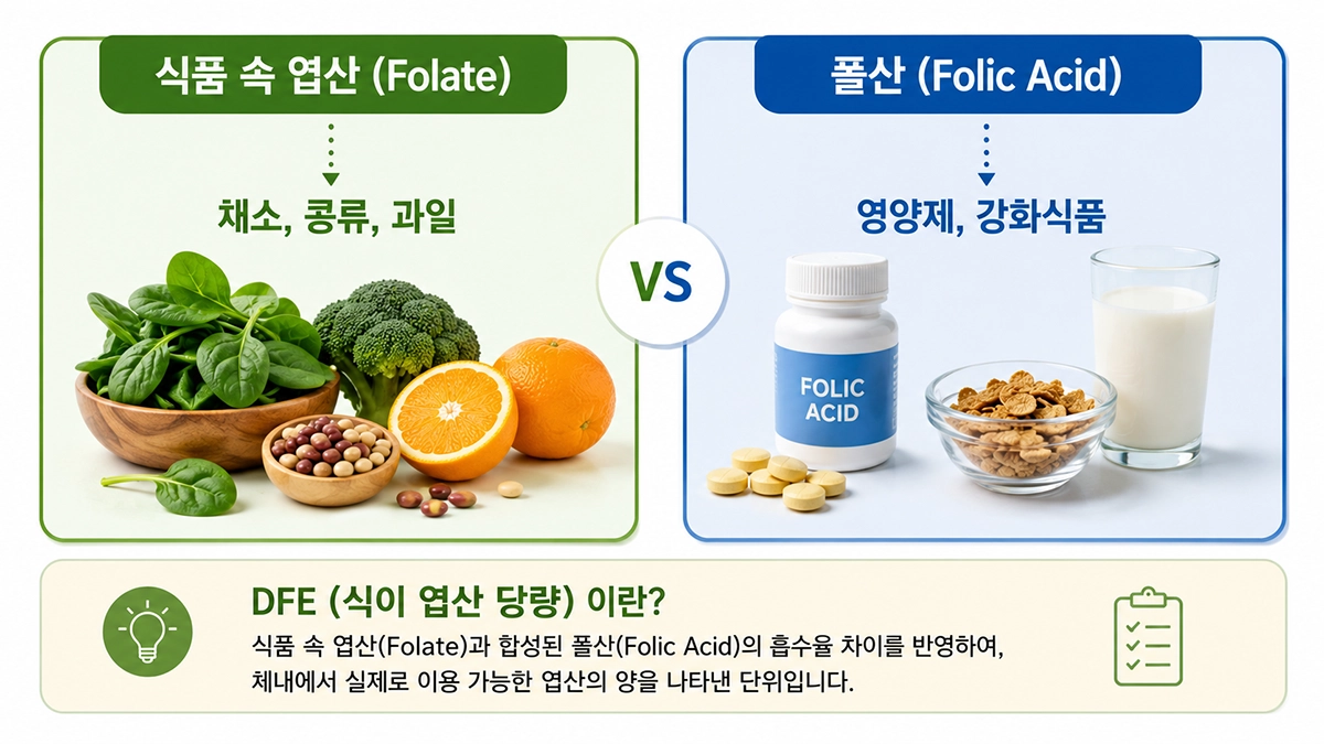 엽산 복용법 이해를 위한 엽산과 폴산 비교