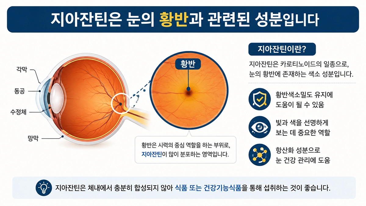 눈의 황반과 지아잔틴의 관련성을 설명한 인포그래픽