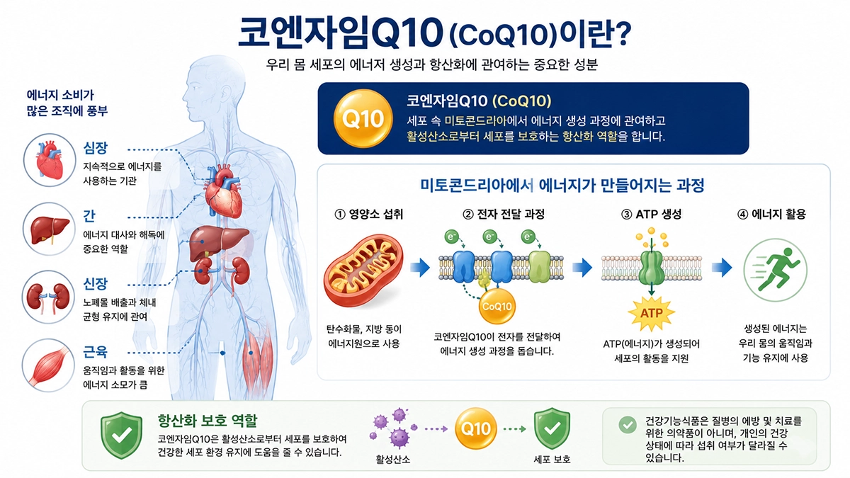 코엔자임Q10이 에너지 생성 과정에 관여하는 위치를 설명한 인포그래픽