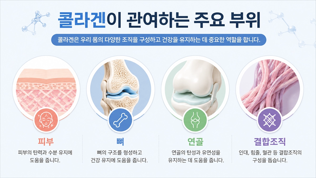 콜라겐 효능과 피부 뼈 연골 결합조직 인포그래픽