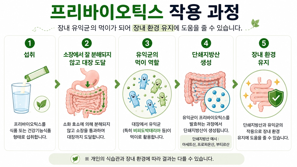 프리바이오틱스가 장내에서 작용하는 과정