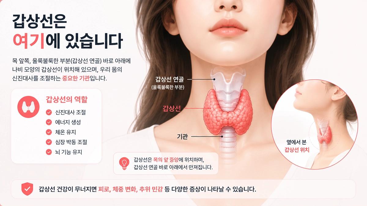 하시모토 갑상선염과 갑상선 위치 설명 이미지