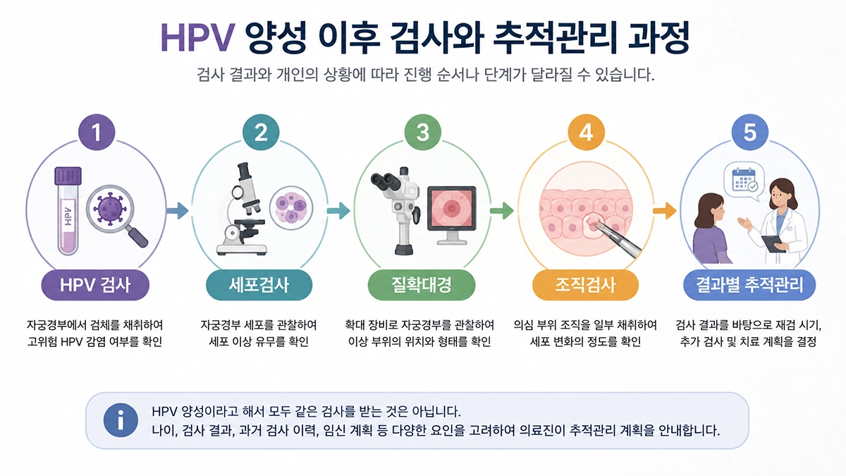 HPV 감염 양성 이후 자궁경부세포검사와 추가 검사의 진행 과정을 설명한 이미지
