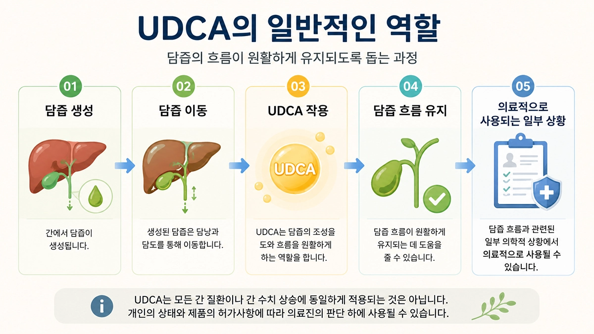 UDCA 복용법 이해를 위한 UDCA 성분 설명