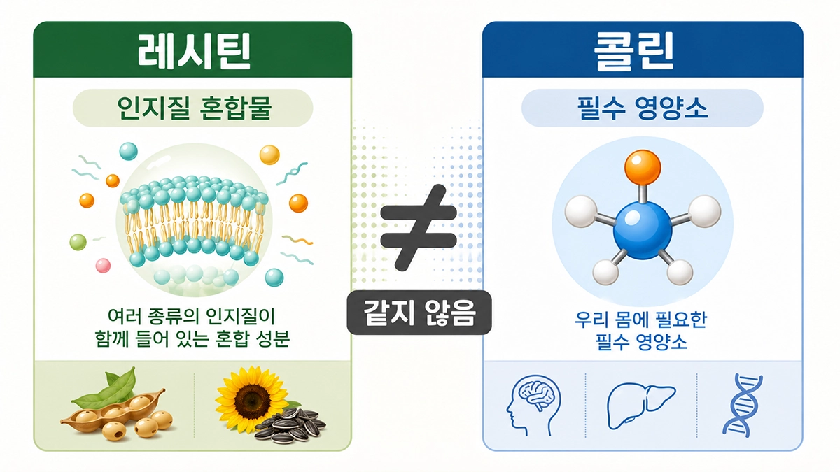 레시틴 효능 글에서 레시틴과 콜린 차이를 비교한 인포그래픽