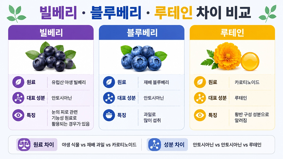 빌베리 효능 이해를 돕는 빌베리 블루베리 루테인 차이 비교 이미지
