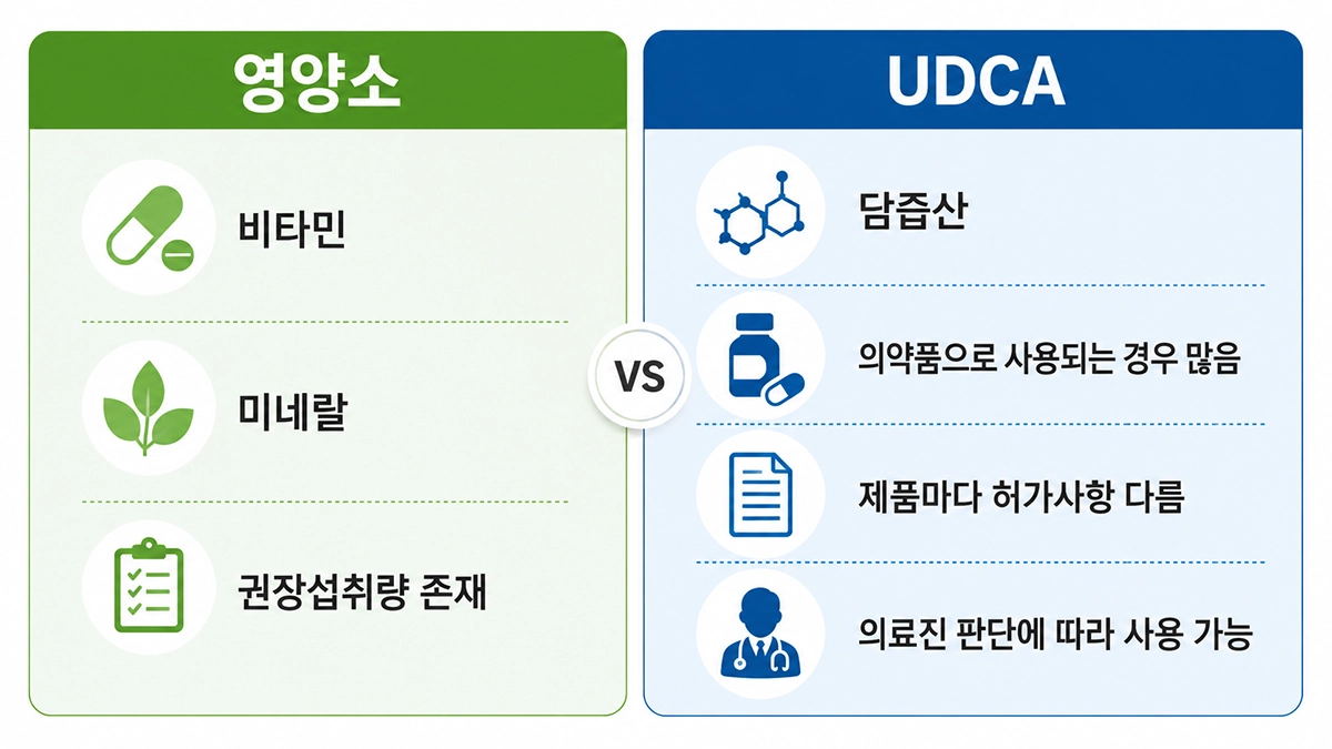 UDCA 복용법과 담즙 흐름 관련 역할 인포그래픽
