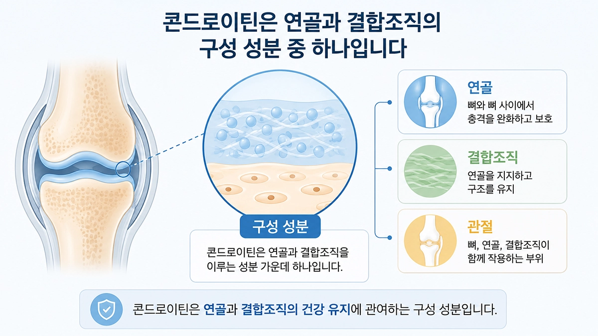 콘드로이틴 효능 이해를 돕는 연골과 관절 구성 성분 설명 이미지