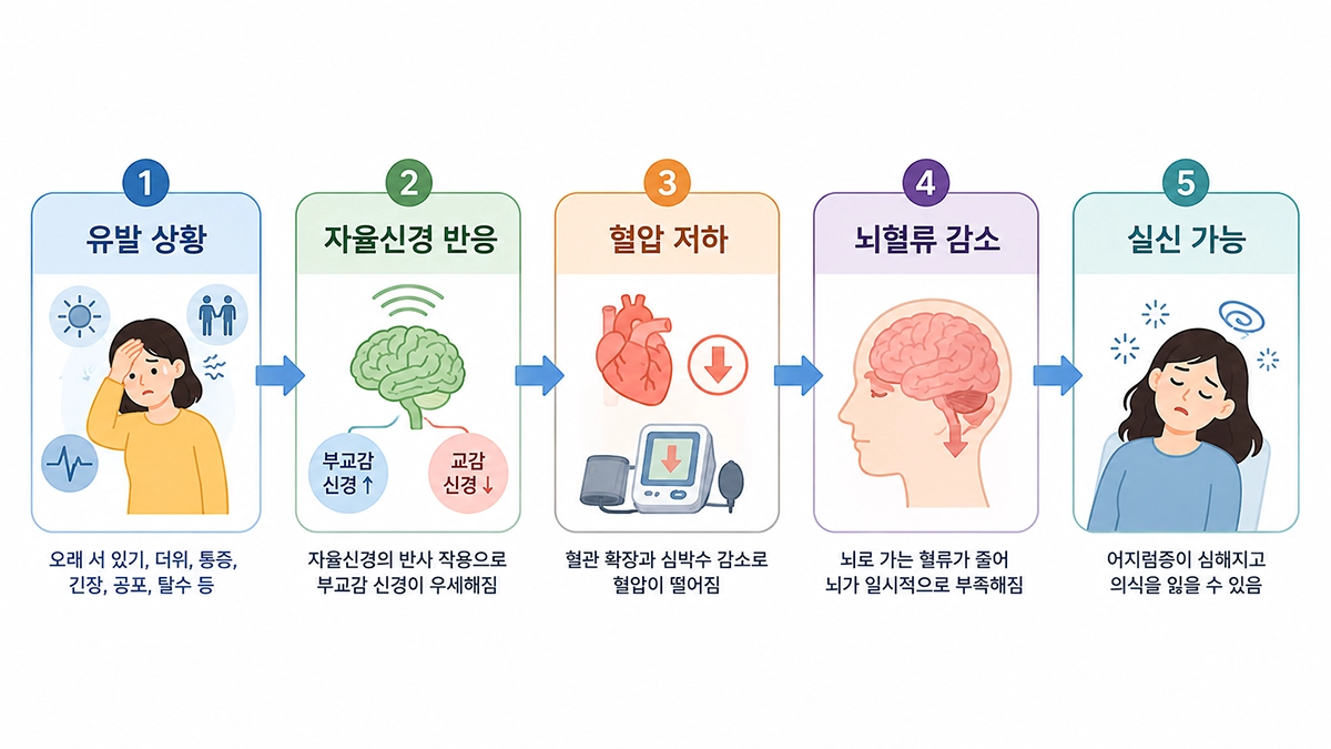 미주신경성 실신이 자율신경 반응과 혈압 저하를 거쳐 발생하는 과정을 설명한 단계형 인포그래픽
