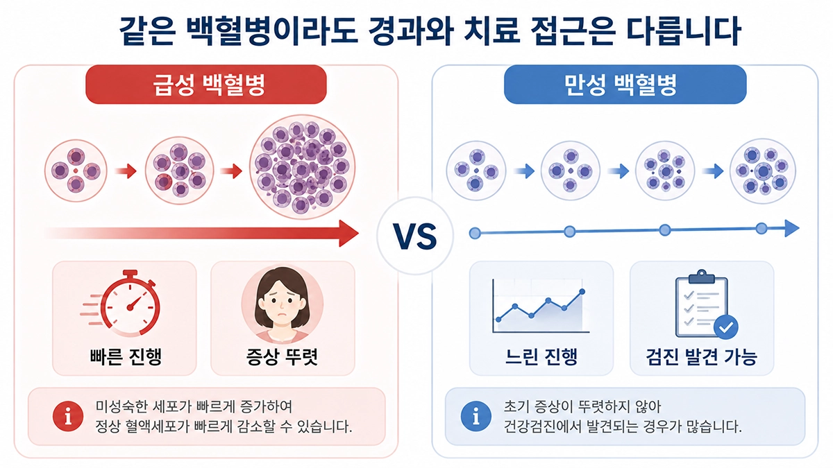 백혈병 중 급성 백혈병과 만성 백혈병의 진행 양상을 비교한 인포그래픽